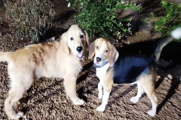 Pawfect Stay Petsitters