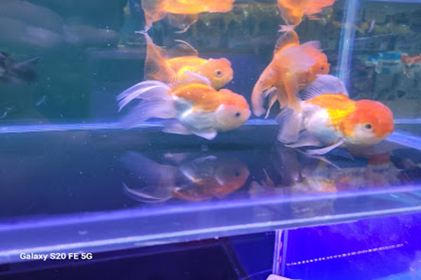 Doggi - G Pet Aquva Store